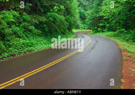 Landstraße 242 in Willamette National Forest, Oregon, USA Stockfoto