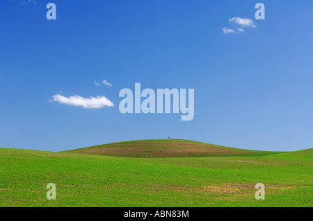 Felder in der Nähe von Colfax, Palouse Region, Whitman County, Washington, USA Stockfoto