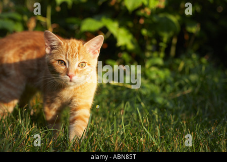 Kätzchen-Stalking-Opfer Stockfoto