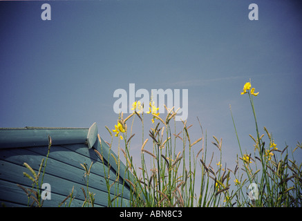 Butterblumen von Strandhütte mit blauem Himmel Stockfoto