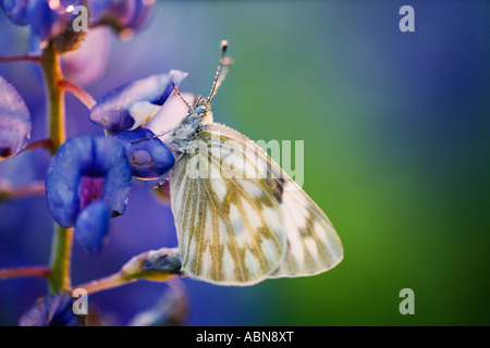 Skipper auf Bluebonnet, Texas Hill Country, Texas, USA Stockfoto