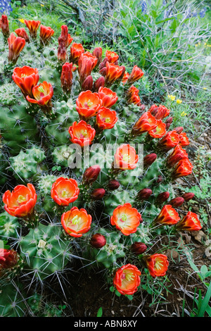 Claret Cup Kaktus, Texas Hill Country, Texas, USA Stockfoto