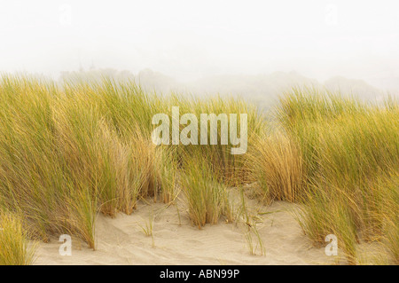 Strandhafer, Sonoma Coast, Kalifornien, USA Stockfoto