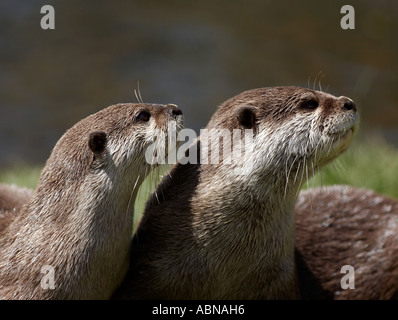 Orientalische kurze Krallen Otter Stockfoto