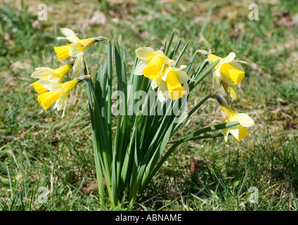 Wilden Narzissen in Farndale, North Yorkshire. Stockfoto