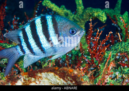 Sergeant Major Abudefduf Inselbogens in Karibik Stockfoto