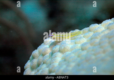 Pfefferminz Goby Coryphopterus Lipernes auf Sterne coral Stockfoto