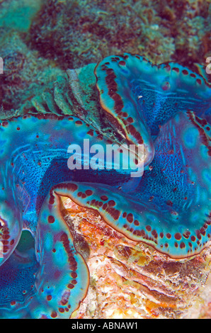 Riesenmuschel Tridacna Maxima am Korallenriff Rotes Meer-Ägypten Stockfoto