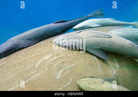 Remora Fisch an der Rückseite des ein Dugong in nicht schädliche Symbiose Marsa Abu Dabbab Bay-Rotes Meer-Ägypten Stockfoto