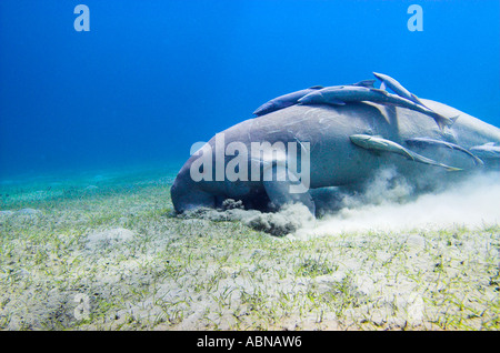 Seekuh Dugong Dugon mit symbiotischen Remora Marsa Alam Abu Dabbab Bay-Rotes Meer-Ägypten Stockfoto