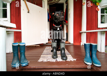 Hund in Latex Stiefel auf der Veranda des roten Holzhaus PR Stockfoto