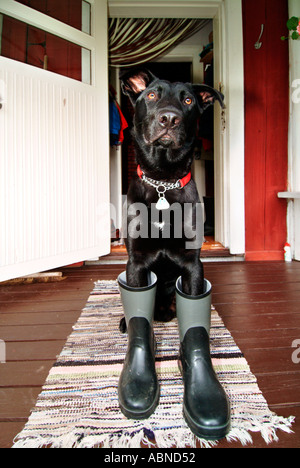 Hund in Latex Stiefel auf der Veranda des roten Holzhaus PR Stockfoto