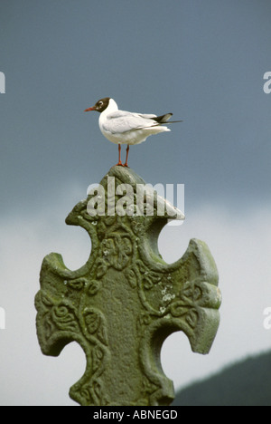 Schottland Argyll Inverary Möwe am Kreuz Stockfoto