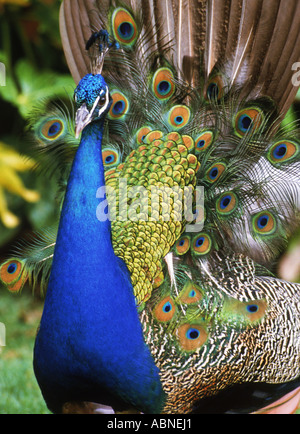 Bunte Federn des männlichen Pfau Stockfoto
