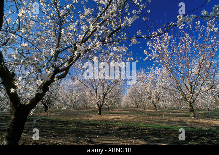 Modesto, Kalifornien Mandel Obstgarten in voller Blüte Stockfoto