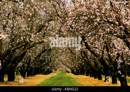 Modesto, Kalifornien Mandel Obstgarten in voller Blüte Stockfoto