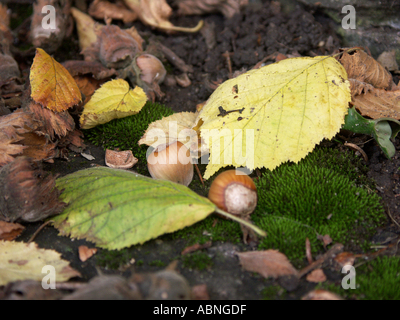 Waldboden im Herbst zeigt Haselnüsse Moos und herbstliche Blätter, Ross, England Stockfoto