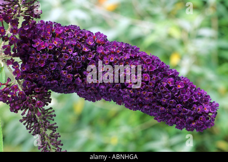 Sommerflieder Davidii 'Black Knight', Schmetterlingsstrauch, dunkel lila Blüten, Buddleja, Buddlejas buddleias Stockfoto