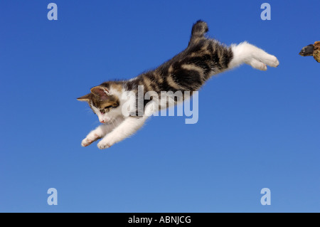 Kätzchen-springen Stockfoto