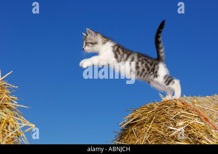 Kätzchen-springen Stockfoto