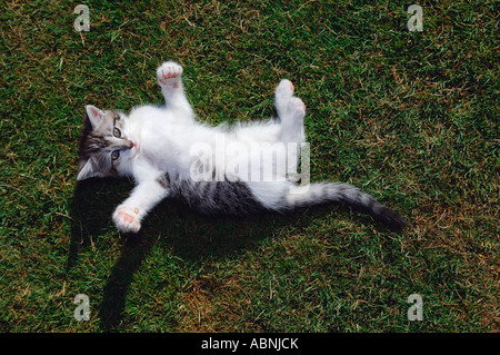 Kätzchen spielen auf Rasen Stockfoto