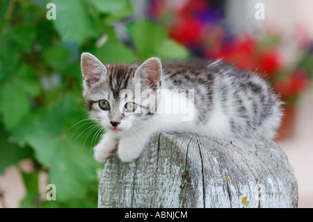 Kätzchen auf Zaunpfosten Stockfoto