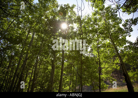 Wald in der Nähe von Fort Collins, Colorado, USA Stockfoto