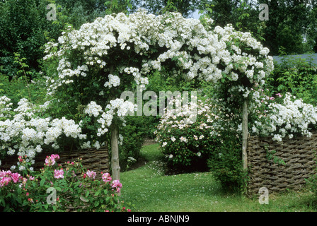 Rosa "Rambling Rector', Bogen, Flechtwerk, Zaun, Zaun, Mannington Hall, Norfolk, weiße rose Kletterrosen Stockfoto