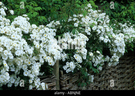 Rosa Rambling Rector Flechtwerk Fechten Stockfoto