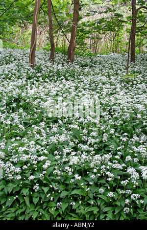 Bärlauch im Wald, Dorset, UK. Europa (Allium Ursinum} Stockfoto