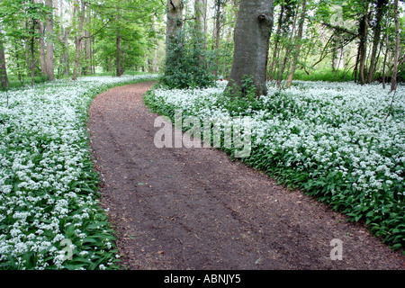 Woodland-Track mit Bärlauch (Allium Ursinum) in Dorset, England. Europa Stockfoto