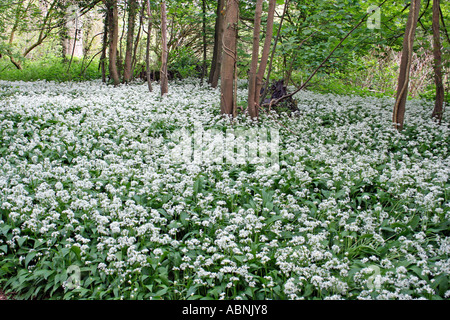 Bärlauch im Wald, Dorset, UK. Europa (Allium Ursinum} Stockfoto