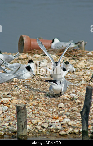 Brandseeschwalbe Paarung Ritual, Dorset, UK. Europa Stockfoto