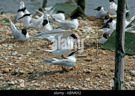 Brandseeschwalbe Paarung Ritual, Dorset, UK. Europa Stockfoto