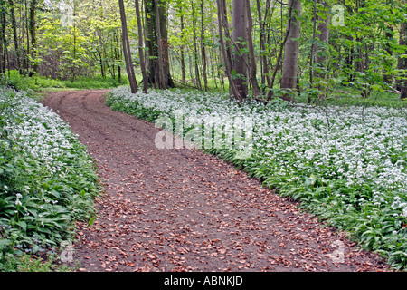 Woodland-Track mit Bärlauch (Allium Ursinum) in Dorset, England. Europa Stockfoto