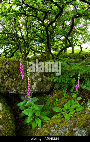 Alte Traubeneichen Eichen mit Fingerhut unter Moos bedeckt Felsbrocken in Wistmans Holz National Nature Reserve Dartmoor GB UK Stockfoto