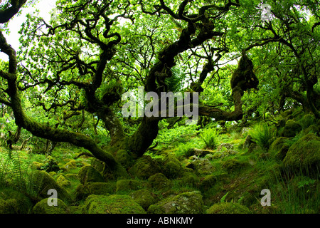 Alten Traubeneichen Eichen in Wistmans Holz National Nature Reserve Dartmoor National Park Devon Südwesten England UK GB Stockfoto