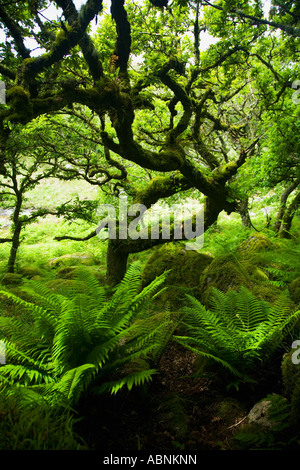 Alten pedunculate Eichen Quercus Robur in Wistmans Holz National Nature Reserve Dartmoor National Park Devon England Stockfoto