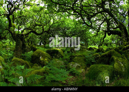 Alten Traubeneichen Eichen in Wistmans Holz National Nature Reserve Dartmoor National Park Devon Südwesten England UK GB Stockfoto