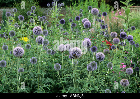 Echinops Ritro im Garten Grenze, Globe Thistle Disteln Blau Blume Blumen Stockfoto