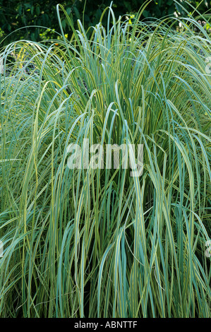 Cortaderia Selloana 'Aureolineata', Pampass Grass, gestreift gelb, Blatt, Laub Pflanze, Garten, Gräser cortaderias Stockfoto