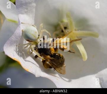 Kleine weiße Spinne tötet große Honigbiene in Campanula Blume Stockfoto