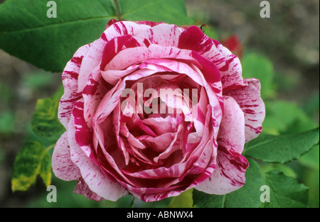 Rosa "Ferdinand Pichard", Bourbon-Rose, rot, rosa, zwei Ton-Rosen Stockfoto