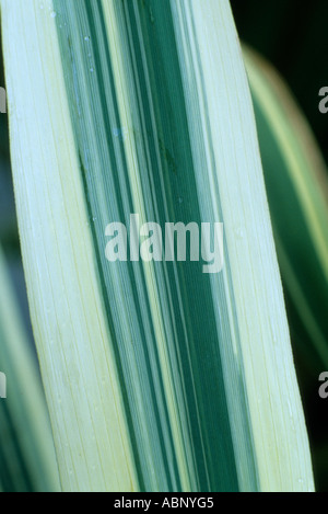 Arundo Donax Var versicolor Syn Arundo Donax 'Variegata', Pfahlrohr, Rasen, bunte Blatt Gräser Stockfoto