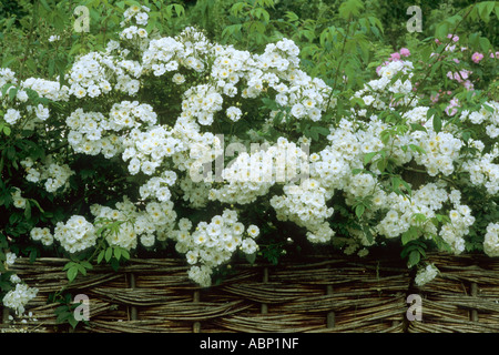 Rosa "Rambling Rector", Flechtwerk Fechten Stockfoto