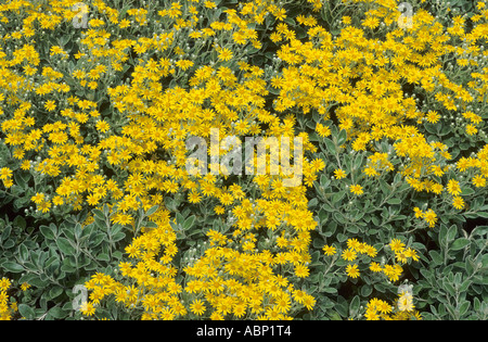 Senecio Greyi Syn S Sonnenschein Stockfoto