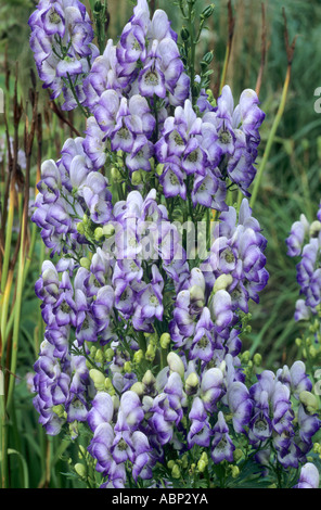 Aconitum X cammarum 'Bicolor', Eisenhut, Wolfs Bane, blau und weiß Blume aconitums Stockfoto