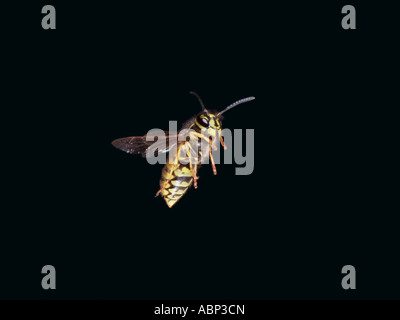 Gemeinsamen Wespe Guepe Gemeinde Paravespula Vulgaris Vespula Vulgaris im Flug Frankreich Stockfoto