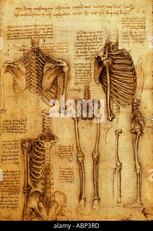 Leonardo da Vinci anatomische Studien-Skelett-Systems Stockfoto