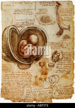 Anatomische Studien der embryonalen Entwicklung von Leonardo da Vinci Stockfoto